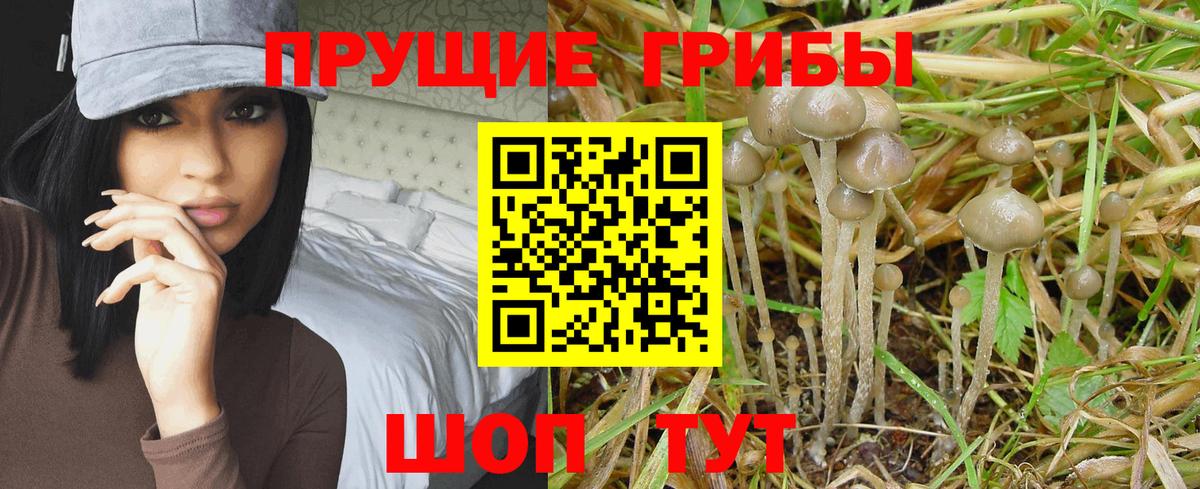 Гай  Галлюциногенные грибы прущие грибы  Псилоцибиновые грибы MAGIC MUSHROOMS  Вход с VPN 